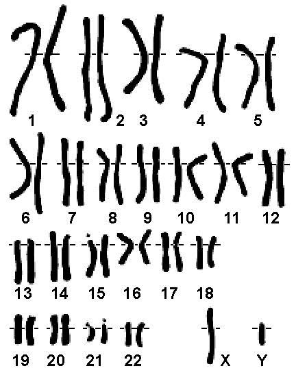 CHROMOSOMOWA determinacja płci