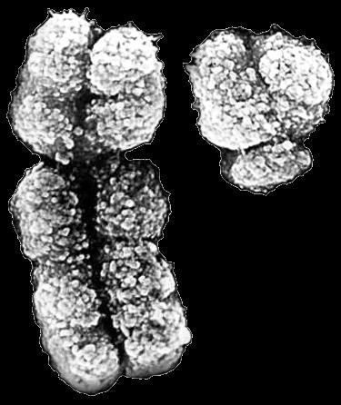 płci przez odmienny chromosom daje