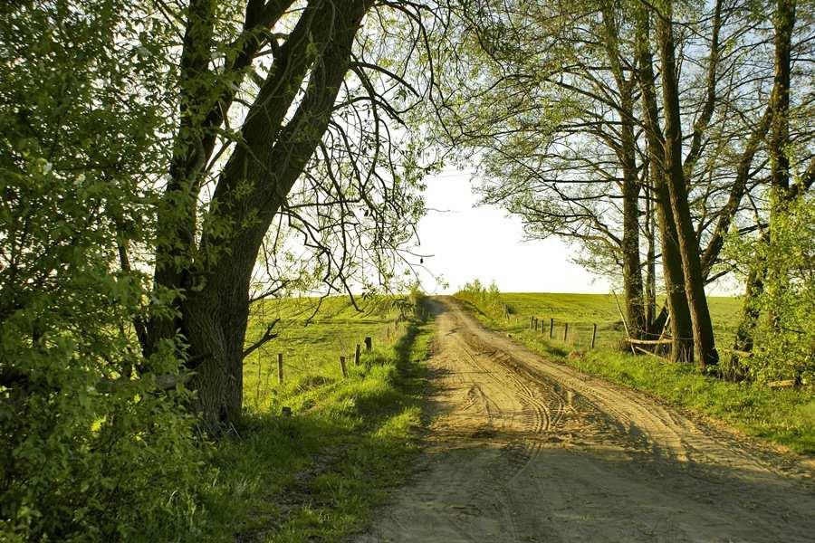 Geneza zadrzewień Relikty naturalnej roślinności leśnej w miejscach