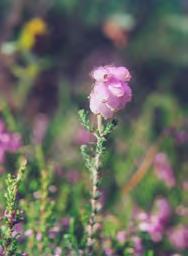 Calluna -