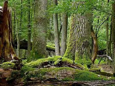 Środowisko naturalne jest bogate w mikroflorę glebową i tworzy stan dynamicznej równowagi, gdzie wszystkie