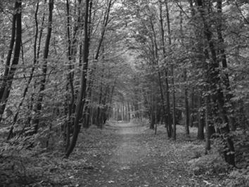 Fotografowanie w różnych warunkach O Fotografowanie liści (Liście) Umożliwia fotografowanie drzew i liści młodych pąków, jesiennych liści lub kwiatów w żywych kolorach.