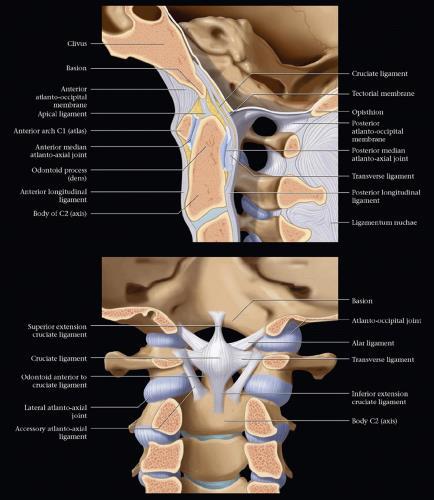 Anatomia połączenia czaszkowo- szyjnego Budowa C0/C1, C1/C2 i C2/C3 Aparat więzadłowy: Więzadła poprzeczne (hamowanie translacji) Więzadła skrzydłowe (hamowanie rotacji) podstawa stabilności CCJ