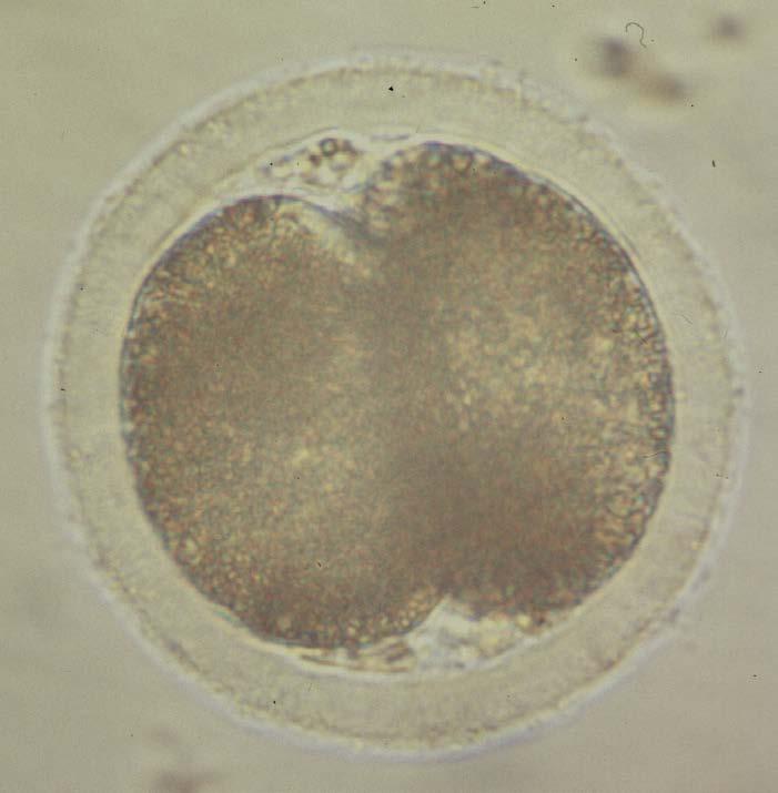 Embryon stade deux blastomères J 2