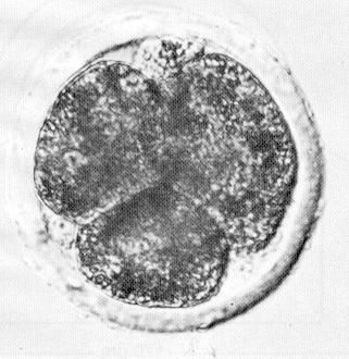 Embryon :