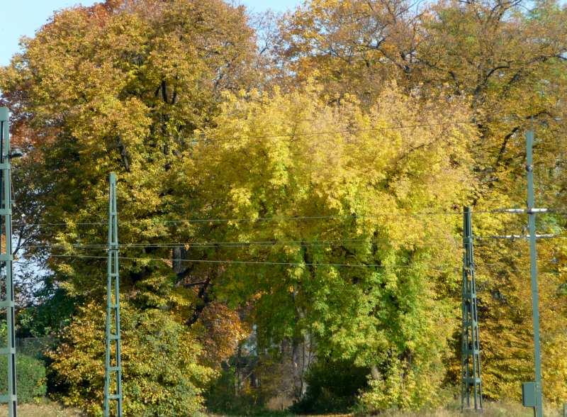 Wielickiej. (13.10.