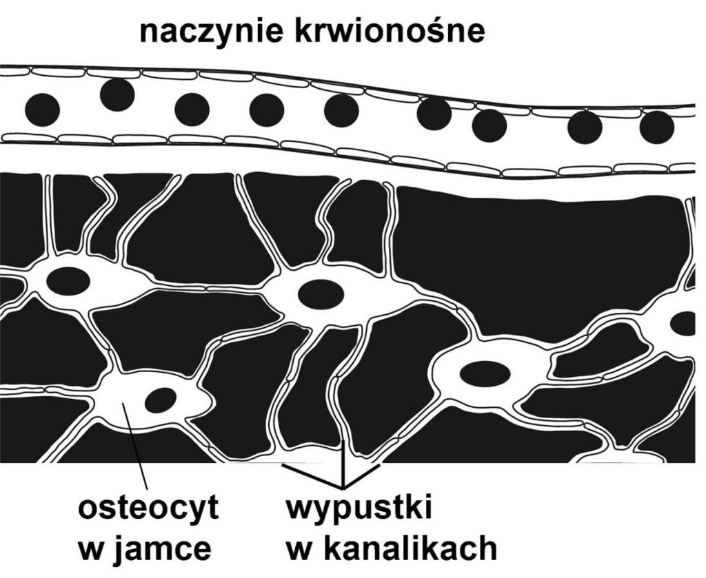 w śródkostnej i kanałach naczyniowych Osteocyty spłaszczone duże jądro cienkie wypustki połączone połączeniami