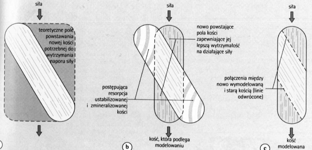 Wzrost kryształów rozerwanie pęcherzyków 4.