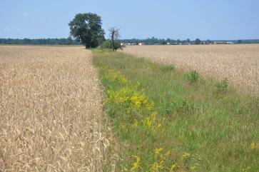 i naturalnie występujących w danym regionie), pozyskaną przez rolnika, lub mieszankę materiału