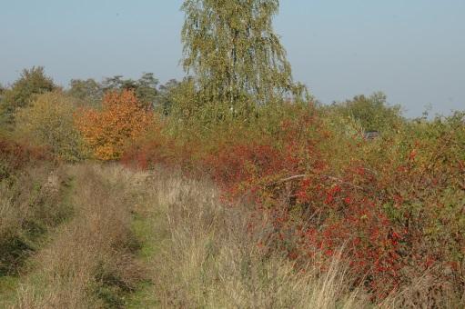 wykorzystywać wyłącznie rodzimie gatunki, nie wykazujące cech ekspansywnych; należą do nich drzewa: