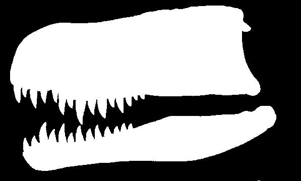 Mastodonsaurus giganteus, Bukobaja cf. enigmatica, Almasauridae indet.