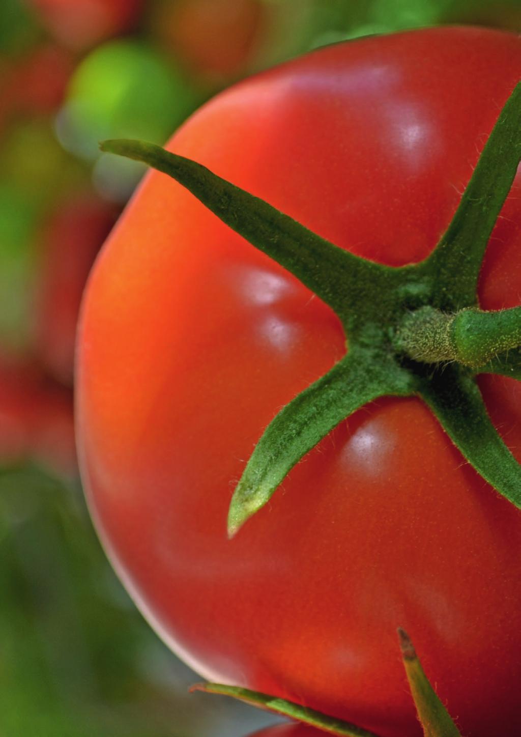 Pomidory szklarniowe 2013