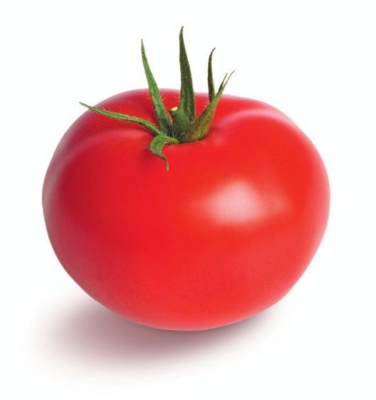 Pomidor średnioowocowy ADMIRO po prostu niezastąpiony!