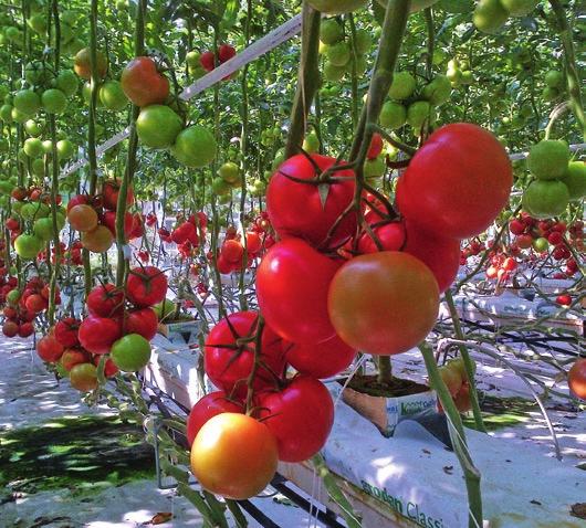 Smak pomidorów Merlice został wyróżniony przez konsumentów, którzy wzięli udział w badaniu konsumenckim jakie przeprowadziło certyfikowane Centrum Oceny Produktów TESCO (czerwiec 2013 r.).