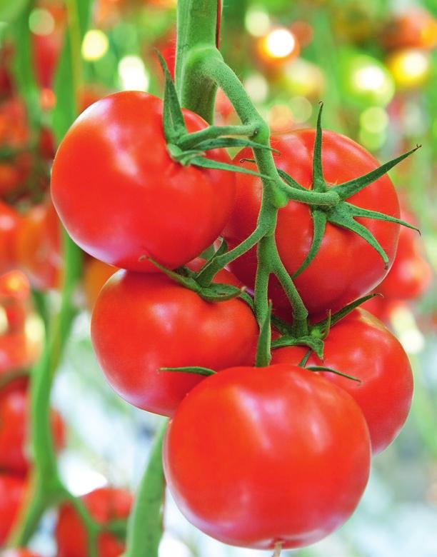 Pomidor gronowy IDOOLL F1 regularne plonowanie przez cały sezon HR: ToMV:0-2/Ff:A-E/Fol:0,1/For/Va:0/Vd:0 ze względu na siłę wzrostu nadaje się do przedłużonych upraw na wełnie mineralnej i kokosie