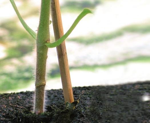 W minionej dekadzie do spopularyzowania uprawy pomidorów na podkładkach przyczyniła się m.in. coraz lepsza dostępność szczepionych siewek i rozsady jedno- lub dwupędowych w których przygotowaniu wyspecjalizowali się profesjonalni krajowi producenci rozsady.