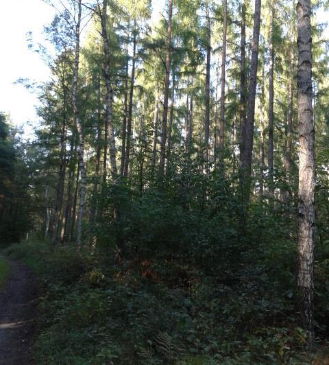 Teraz kierujemy się na południe Górską Drogą 1,6 km do byłej kopalni piaskowca.