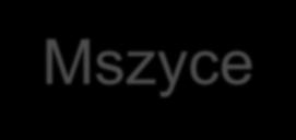 Mszyce