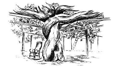 Krzew winorośli rosnący w Kalifornii Jeszcze grubszy był krzew w Carpanteria Valey, który w 1845 roku miał pień przy ziemi grubości 244 cm, a na wysokości 1 metra od ziemi 180 240 cm i rozrósł się
