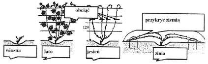 Rys. 211. Formowanie winoroślowego krzewu w drugim roku wegetacji Rok trzeci Rys 212. Wiosną odkrywamy pędy i wiążemy je skośnie na wysokości 50 60 cm od ziemi, a ich końce poziomo.