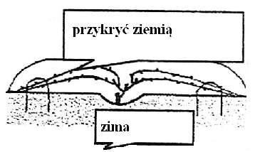 opisano powyżej ( Rys. 216 ). Rys. 215.