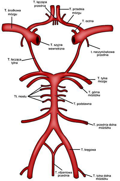 Lokalizacja i mechanizm udaru niedokrwiennego Zatorowo-zakrzepowy (thromboembolic) obejmujący typowe obszary unaczynienia głównych tętnic mózgu - ACA, MCA, PCA zawał małych naczyń (lakunarny) AChA,