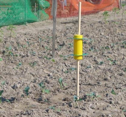 Śmietka kapuściana Profilaktyka i zwalczanie. Znaczny wpływ na zmniejszenie liczebności śmietki kapuścianej mają metody agrotechniczne.