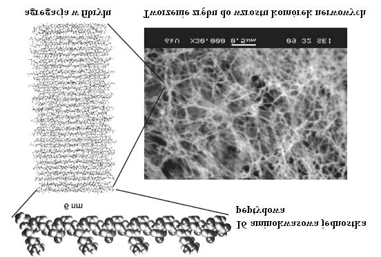 TERAPEUTYCZNE DZIA ANIE PEPTYDÓW STOSOWANYCH 23 dów w odpowiednich warunkach w struktury umo liwiaj¹ce aksonaln¹ regeneracjê w oœrodkowym uk³adzie nerwowym (OUN).