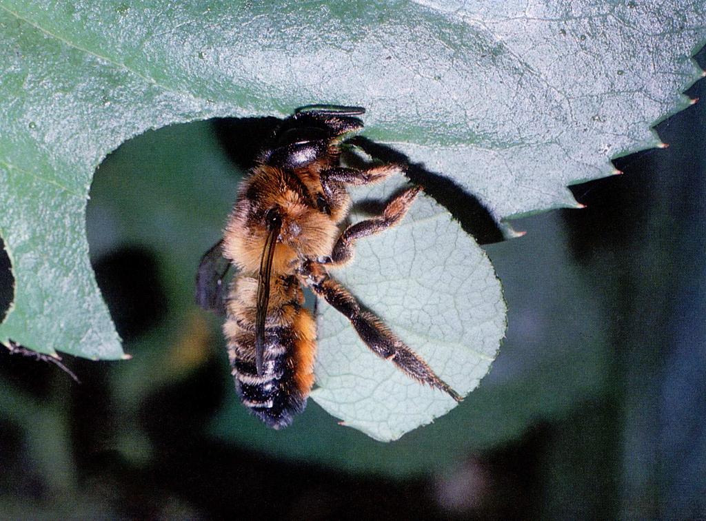 Rodzina: Megachilidae Miesierkowate Samice wyposażone w szczoteczkę