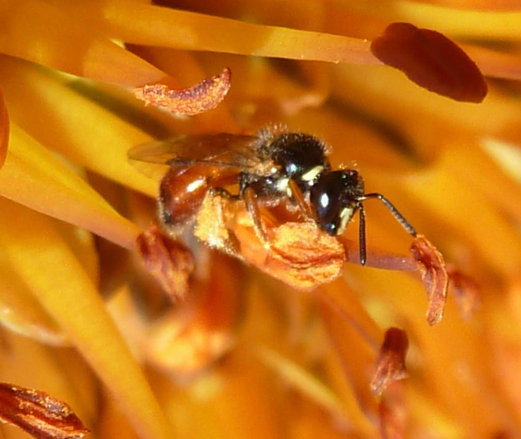 społeczne ALLODAPINI Xylocopinae, rodzina Apidae.