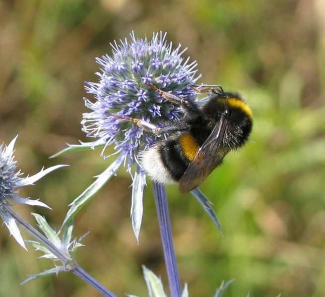 Pszczoły społeczne - Trzmiele BOMBUS 87 Przemysław Grodzicki, Pszczoły społeczne - Trzmiele BOMBUS Cykl życiowy