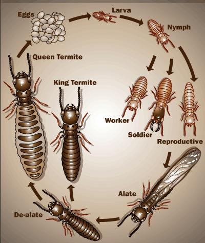 Charakterystyka wybranych społeczeństw owadów Termity Termitidae cykl życiowy 109 Pod koniec lata duże ilości białych nimf z zaczątkami skrzydeł