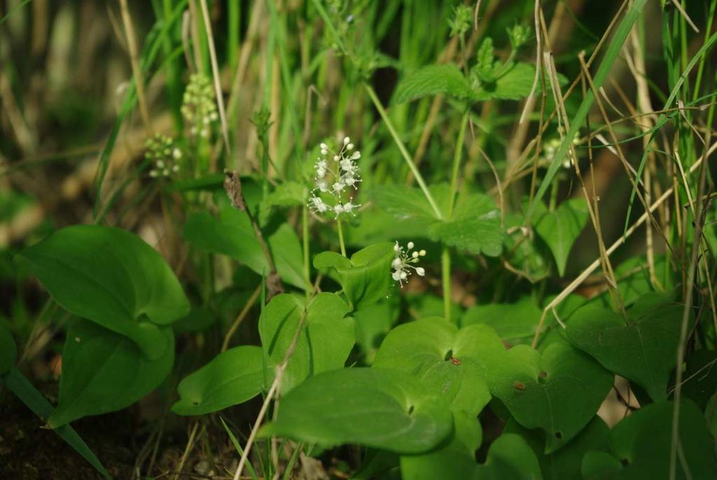 multiflorum) Zdj.