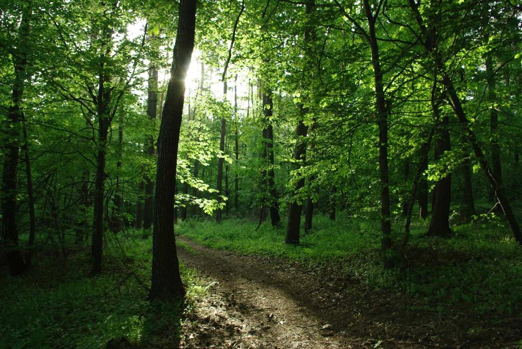 (Carpinus betulus, Betula pendula,