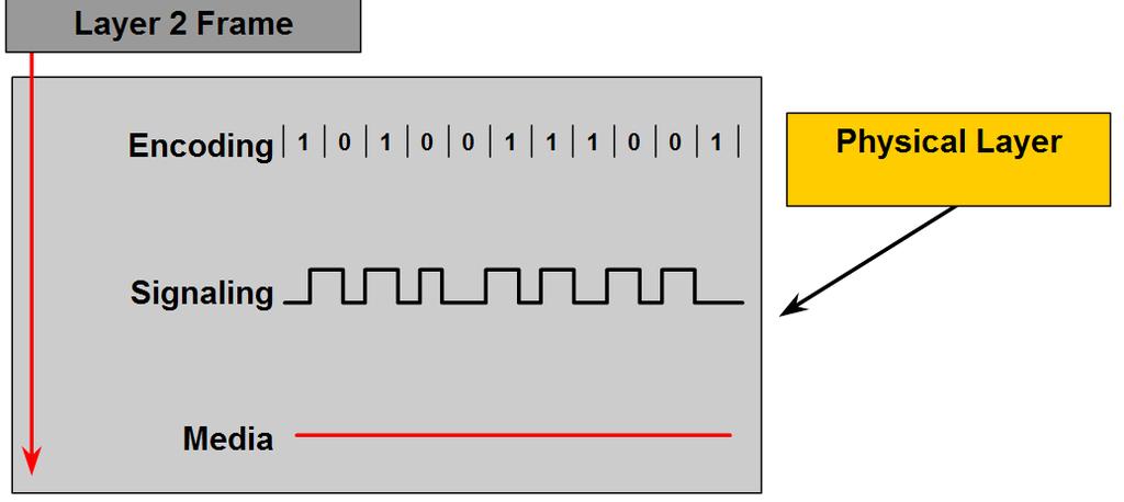 Physical Layer Protocols & Services Identify hardware components