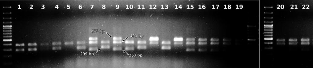 106 K. Formińska, A.A. Zasada Nr 2 starterami BCJH uzyskano dla dwóch szczepów B. cereus o symbolu S2-8 oraz D-17, dla dwóch z gatunku B.