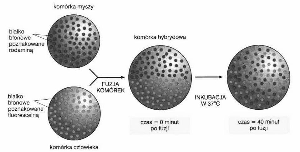 Właściwości błony komórkowej płynność asymetria selektywna przepuszczalność Płynność błony