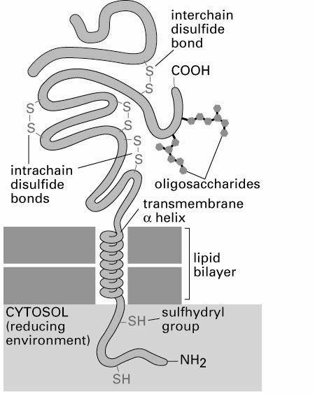 środowiska) receptor