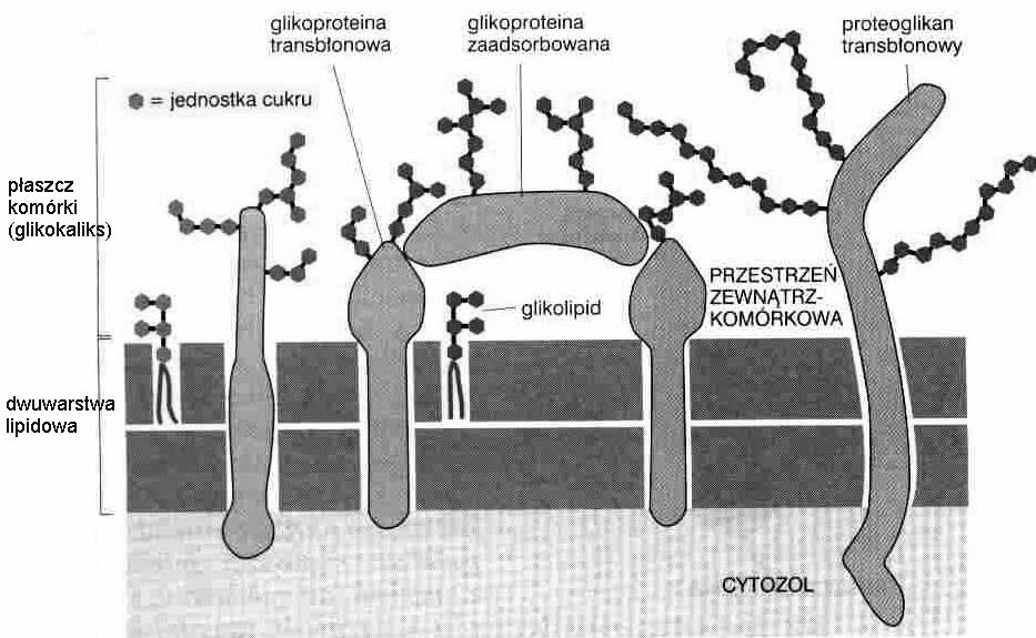 Glikokaliks w komórkach zwierzęcych glikoproteiny