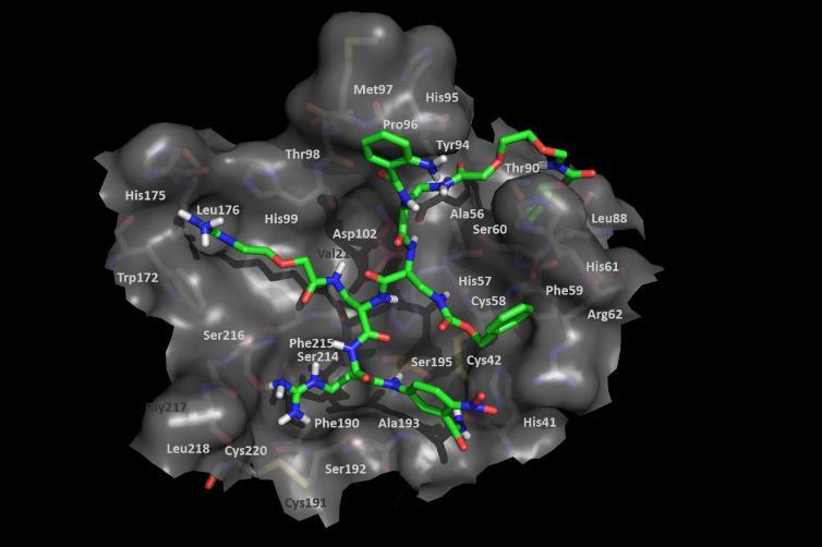 RYSUNEK 17: Model oddziaływań proteinazy NSP4 z otrzymanym substratem: ABZ-Dap(O2(Cbz))-Dap(Cbz)-Dap(GO1)-Arg-ANB-NH2. W ramach współpracy z prof. dr hab.