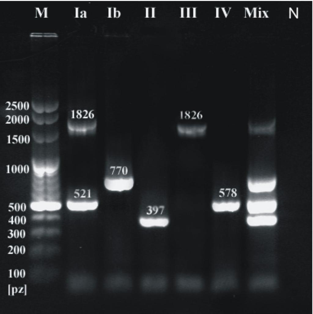 Nr 4 Serotypy paciorkowców grupy B 297 Ryc. 2. Przykładowe produkty amplifikacji charakterystyczne dla wybranych serotypów Ia, Ib, II, III i IV S.