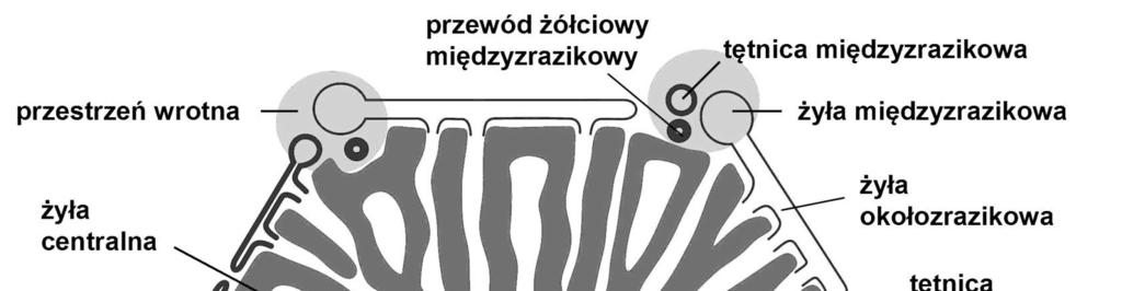 międzyzrazikowe tętnice okołozrazikowe