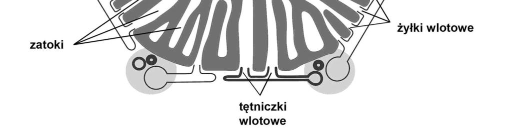 pod mikroskopem międzyzrazikowe