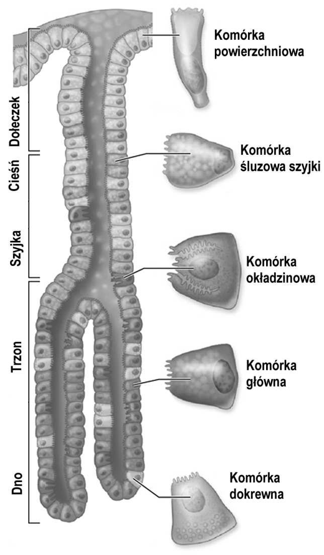 okolonymi leżą głęboko, między mięśniami języka przewody uchodzą do rowka