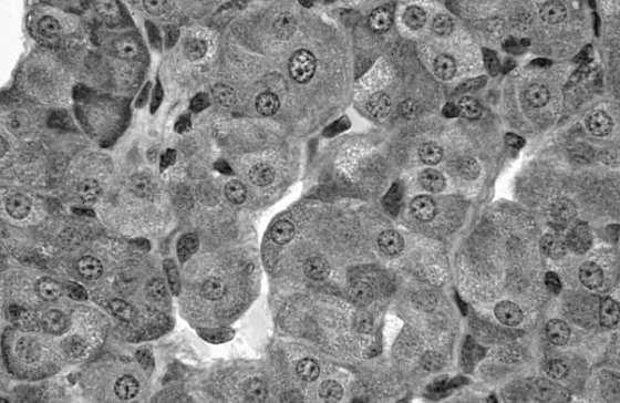 hydrolazowe endocytoza Komórki wydzielające śluz trawienie jodowanej tyreoglobuliny w lizosomach synteza tyreoglobuliny i tyreoperoksydazy aminokwasy anion