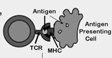 Profesjonalne APC z wyjątkiem limfocytów B mają receptory rozpoznające wzorzec Komórki APC: pochłaniają antygen, nadtrawiają go - w