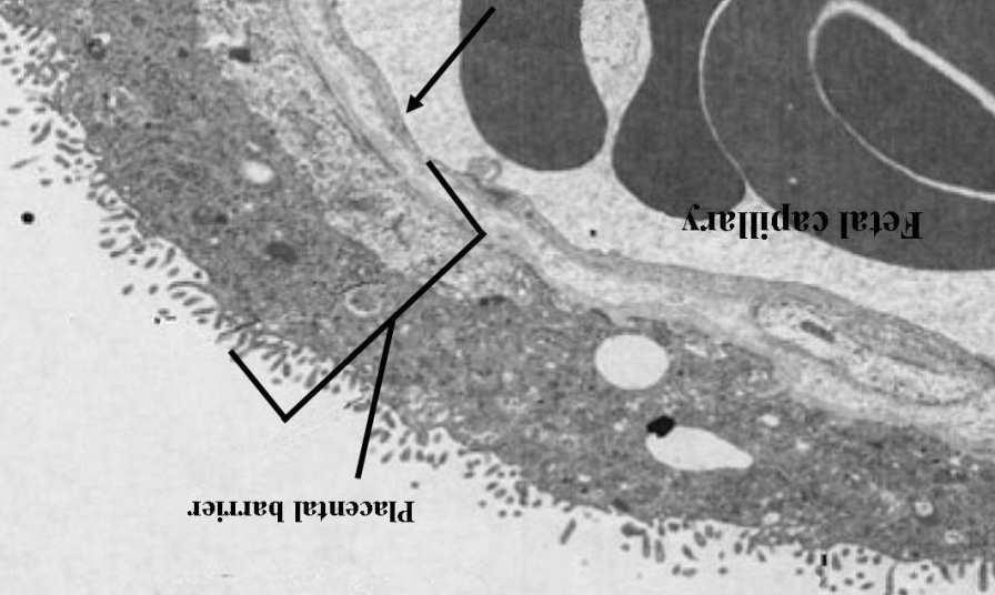 Bariera łożyskowa Wczesna: syncytiotrofoblast cytotrofoblast blaszka podstawna trofoblastu