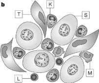 komórki układu immunologicznego w doczesnej: limfocyty NK (70%), makrofagi (20%) i limfocyty T