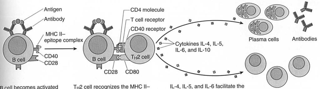 Typy reakcji immunologicznych: odpowiedź humoralna Typy reakcji immunologicznych: odpowiedź komórkowa Komórka APC cytokiny: IL-4, IL-5, IL-6, IL-10 plazmocyty IL-2 cytokiny granzymy