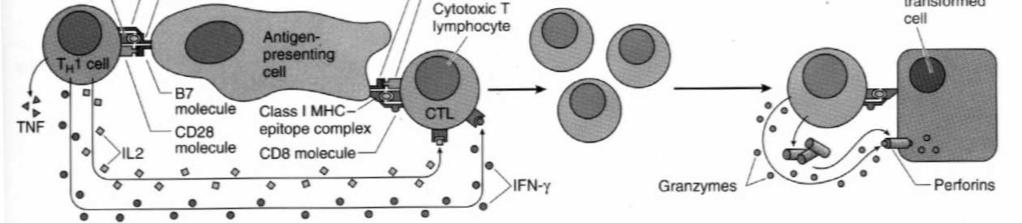 Pobranie i prezentacja antygenu przez limfocyt B (pełni rolę APC) limfocytowi T H 2 aktywacja limfocytu T H 2 3. Aktywacja limfocytu B przez limfocyt T H 2 (cytokiny) 4.